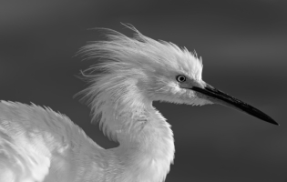 Cattle egret - Ardea herodias