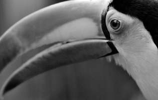 Tucán pico iris - Ramphastos sulfuratus