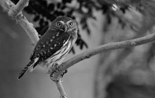 Chevêchette brune - Glaucidium brasilianum