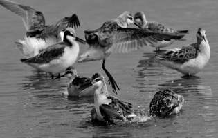 Phalaropes de Wilson - Phalaropus tricolor