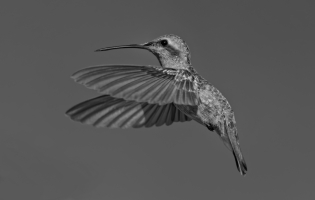 Colibrí de pico ancho - Cynanthus latirostris