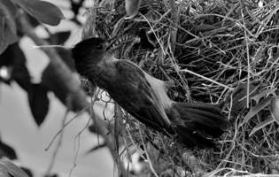 Anambé degollado - Pachyramphus aglaiae