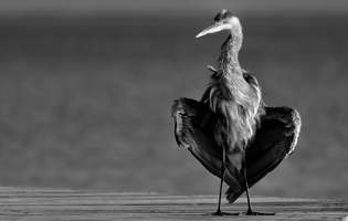 Garza azulada - Ardea herodias
