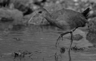 Râle à ventre blanc - Aramides albiventris