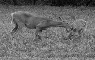 Cerf de Virginie - Odocoileus virginianus