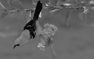 Bolsero yucateco - Icterus auratus