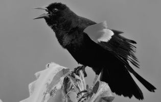 Tordo sargento - Agelaius phoeniceus